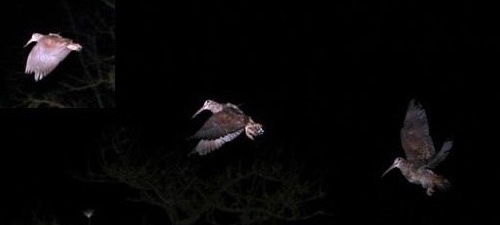 Eurasian woodcock (credit Joseba Felix Tobar-Arbulu)