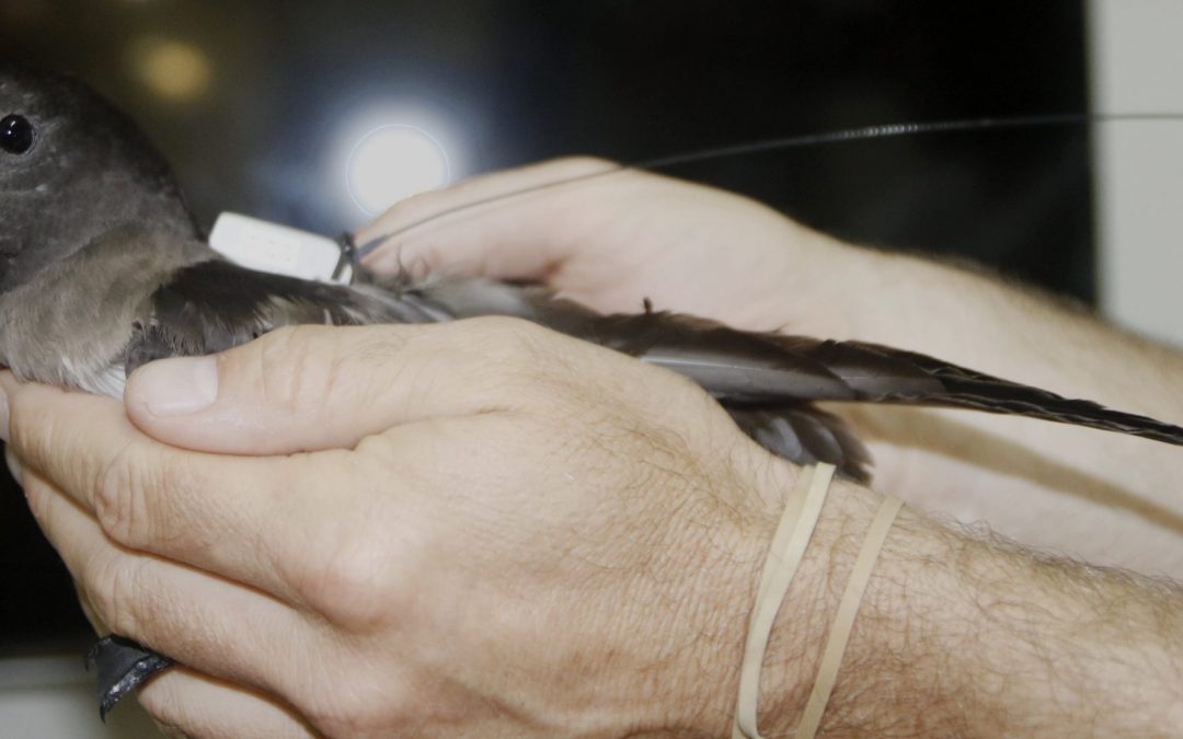Unveiling the mysteries of a scarcely known seabird, the Beck’s petrel