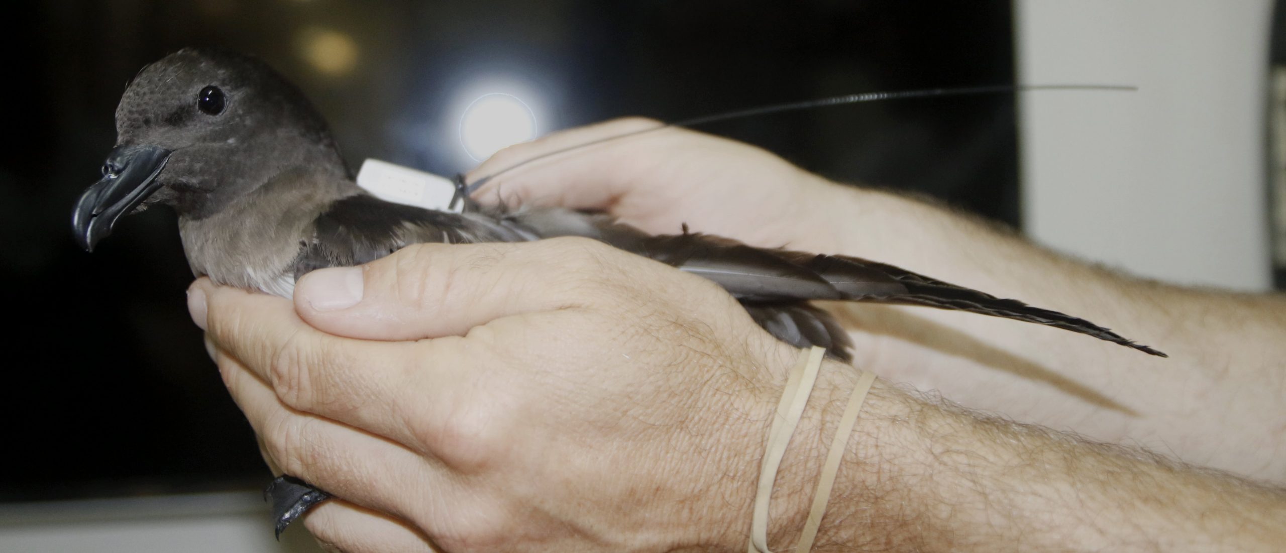 The captured Beck’s petrel with its Argos PTT on (credits Bill Morris New Zealand) The captured Beck’s petrel with its Argos PTT on (credits Bill Morris New Zealand)