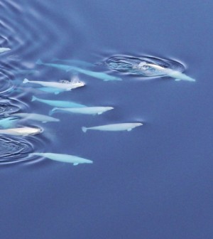 Beluga Whales followed by Argos satellite tags