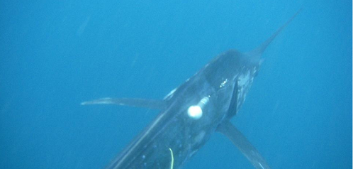 Billfish movement patterns revealed with Argos pop-up satellite tags