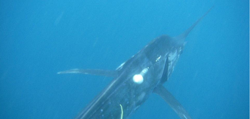 Billfish with Argos tag