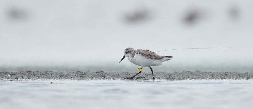 One of the tracked birds, named EH, at Pak Thale, Thailand, 14 November 2019 (Credit Ayuwat (Ton) Jearwattanakanok)