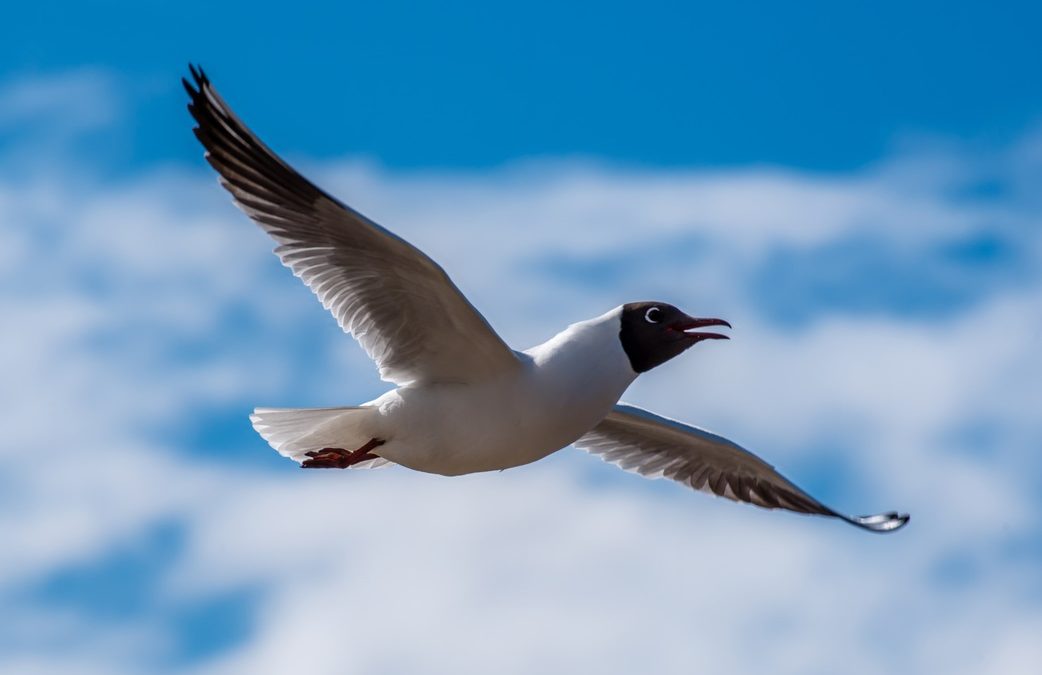 Mapping Asian bird migration routes with Argos