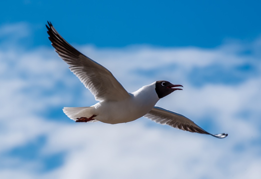 Black Headed Gull Argos black headed gull Argos