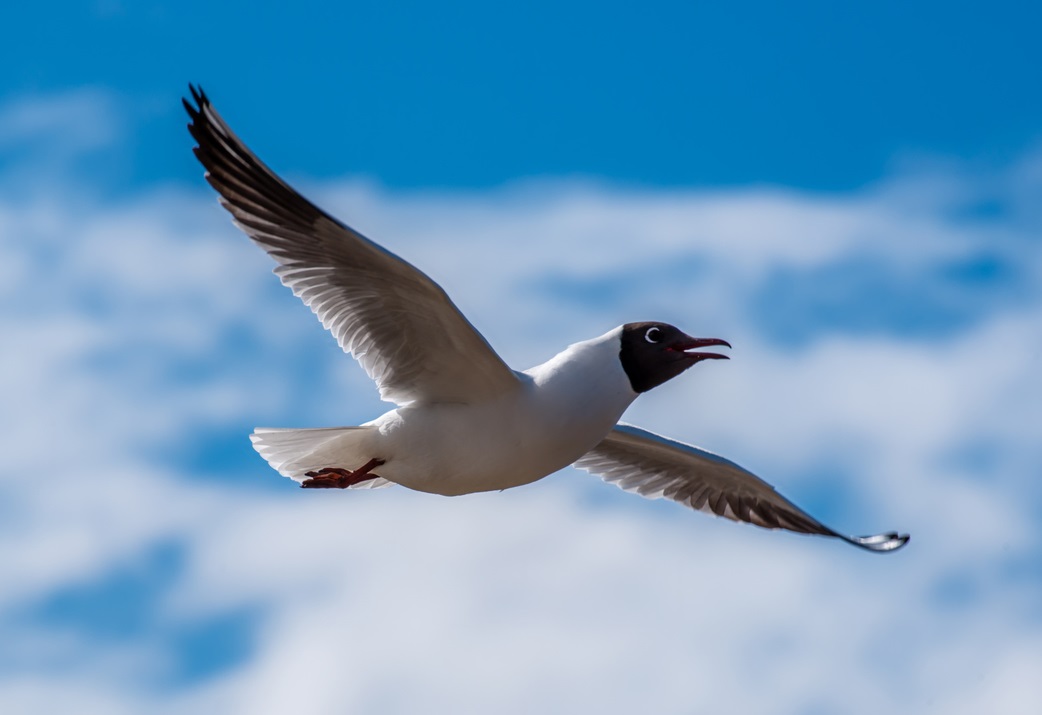 black headed gull Argos