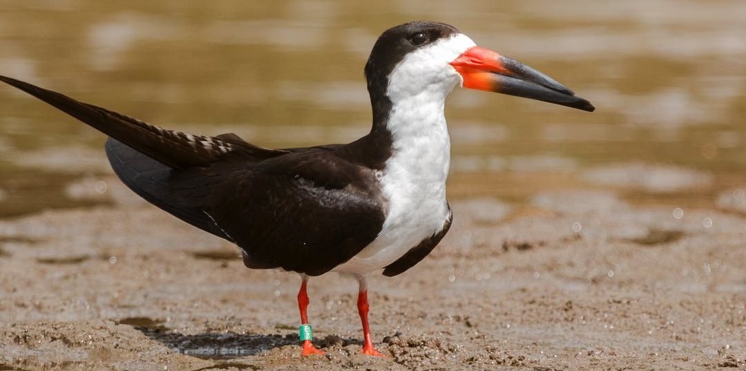 Modelling Amazonian black skimmers habitat use