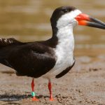 an Amazonian black skimmer