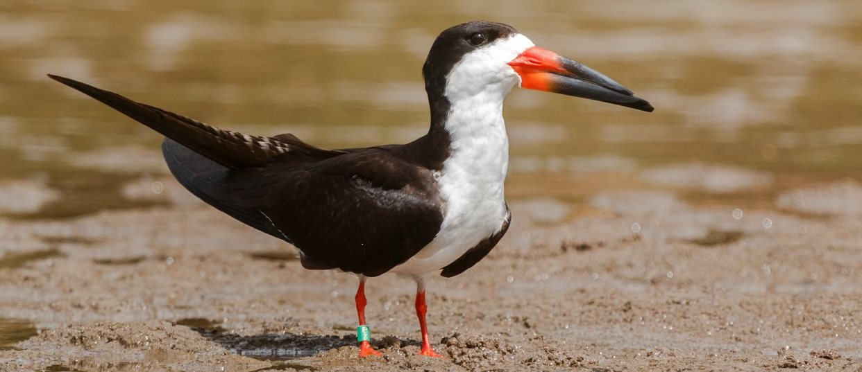 an Amazonian black skimmer