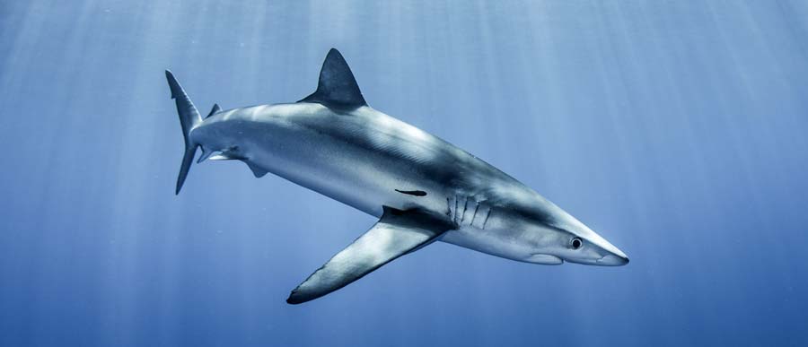 Less oxygen in the ocean may mean more threats from fisheries for blue sharks