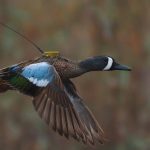 a blue-winged teal with an Argos PTT (credit Jonas Bonnedahl)