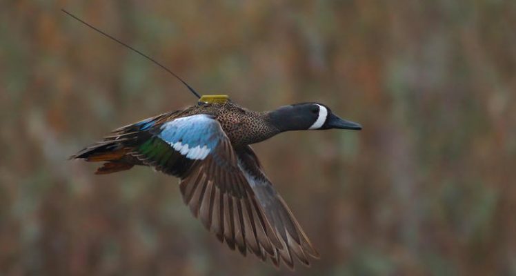 Tracking blue-winged teals, an avian influenza host