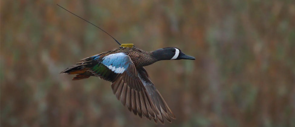 a blue-winged teal with an Argos PTT (credit Jonas Bonnedahl)