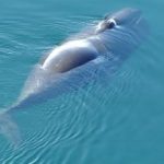 A bowhead whale (cropped from Kit Kovacs/Norwegian Polar Institute)