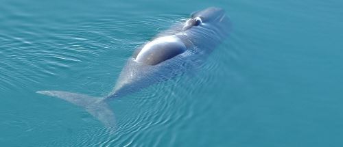 A bowhead whale (cropped from Kit Kovacs/Norwegian Polar Institute)