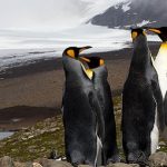 penguins group