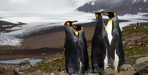 5 key figures for World Penguins’ Day