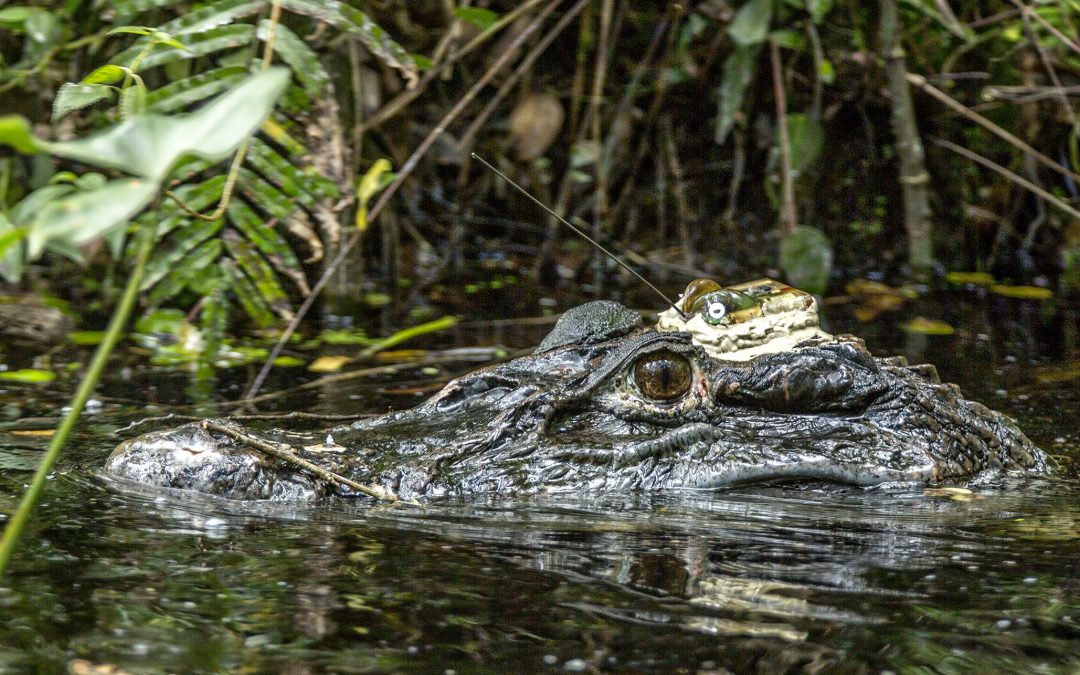 Studying black caimans in and out of their pond