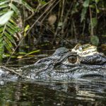 Male black caiman with an Argos satellite transmitter glued to its head (photo S Caut)