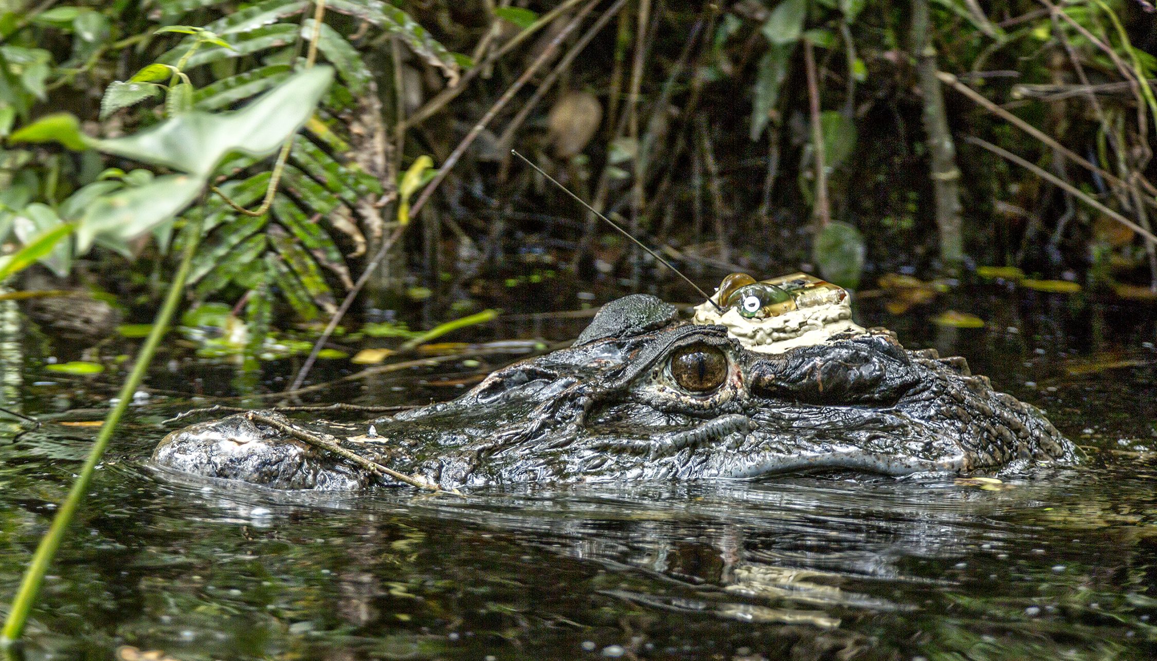 Male black caiman with an Argos satellite transmitter glued to its head (photo S Caut)