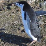A chinstrap penguin