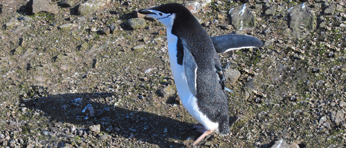 A chinstrap penguin (credit NOAA)