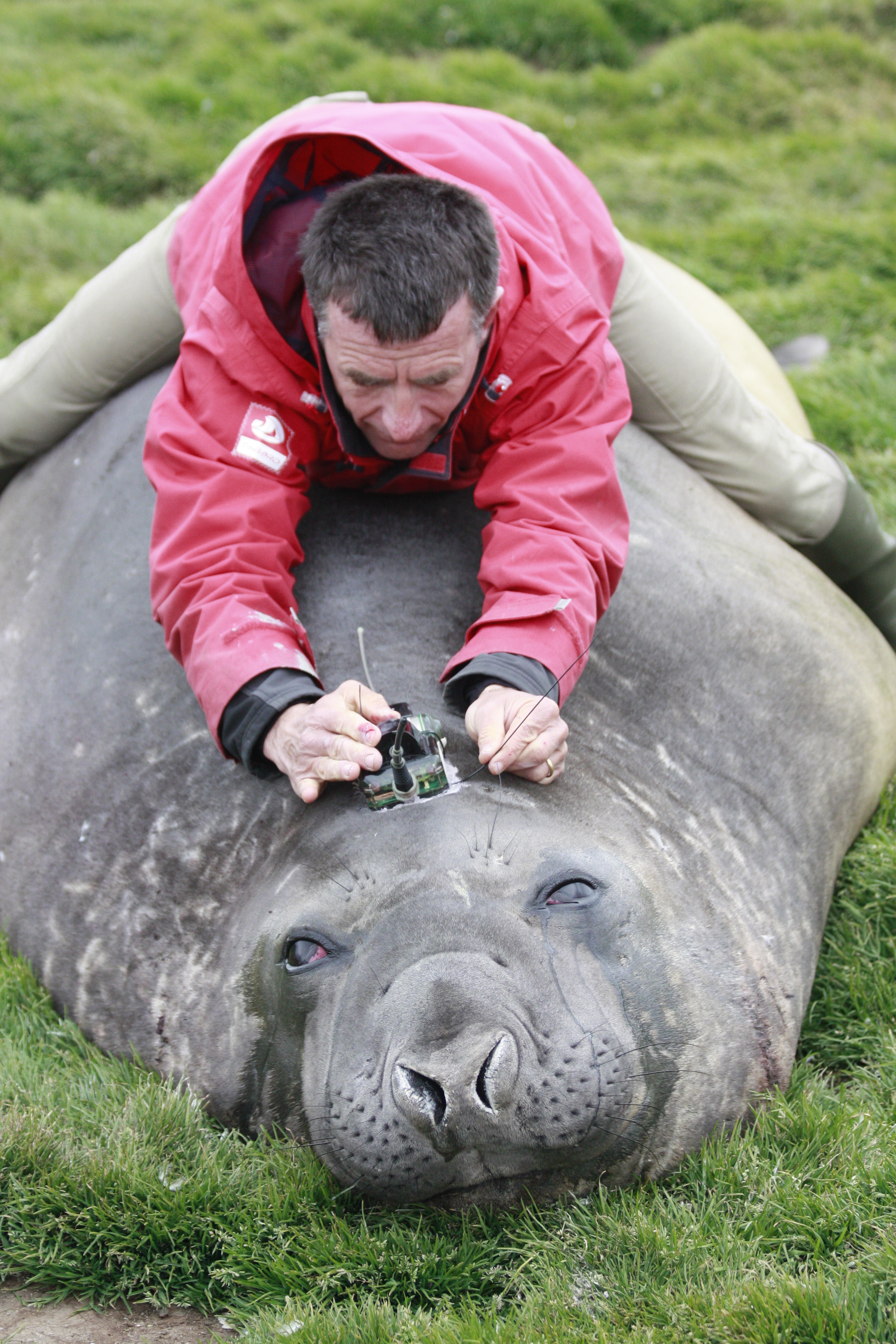christophe Guinet tagging elephant seal