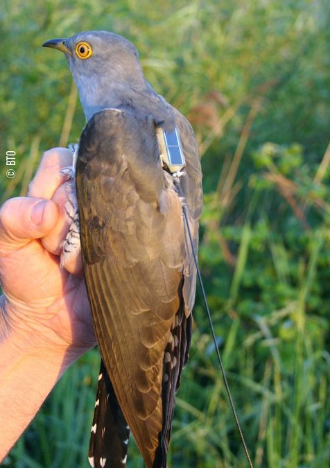 Argos sheds light on migration of Cuckoos’ from Britain to Africa