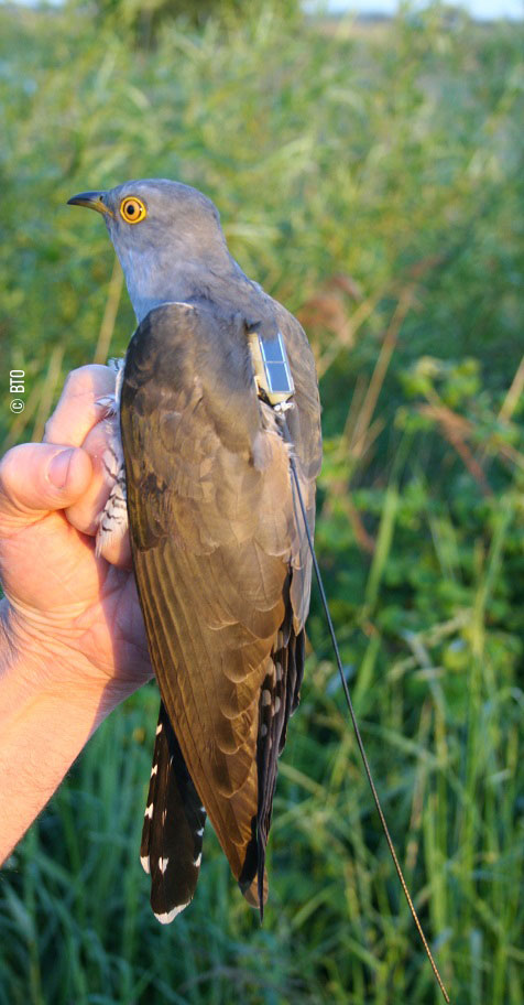 Argos sheds light on migration of Cuckoos’ from Britain to Africa