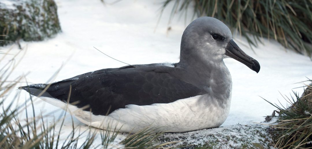 Tracking of juvenile grey-headed albatrosses