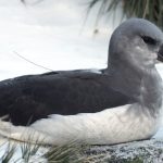 A grey-headed albatross chick with an attached PTT