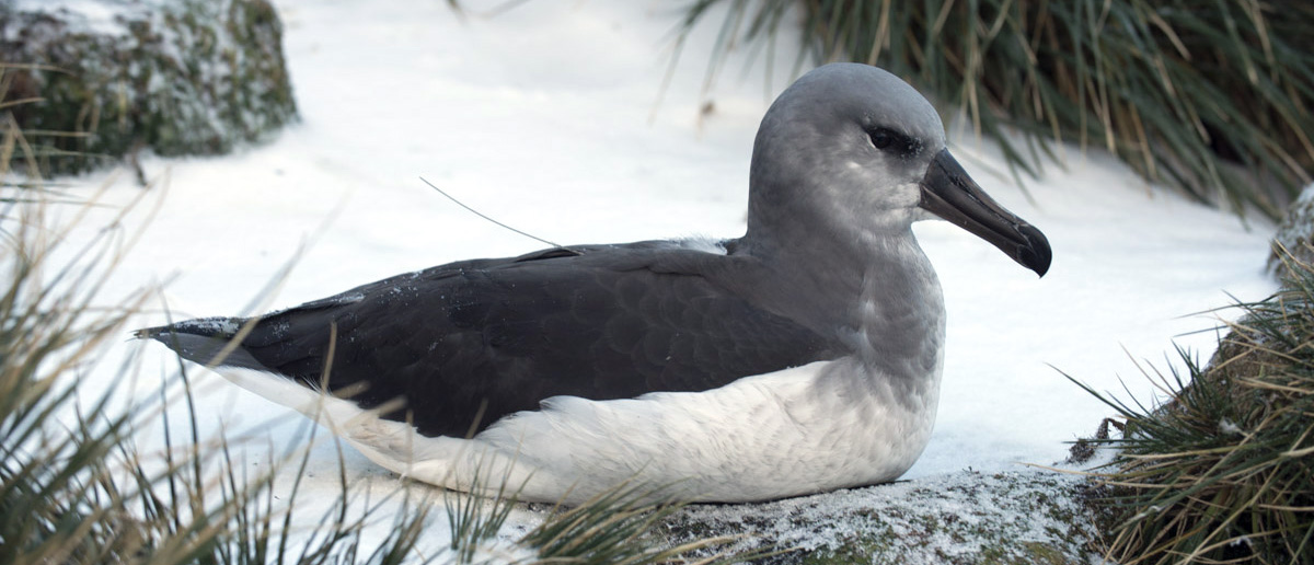 A grey-headed albatross chick with an attached PTT
