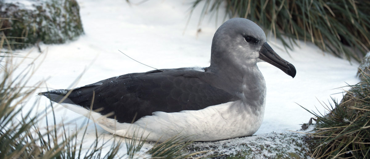 Tracking of juvenile grey-headed albatrosses