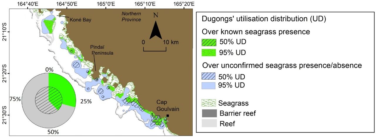 Relationship between the space use of dugongs captured in Cap Goulvain and the known shallow seagrass habitats