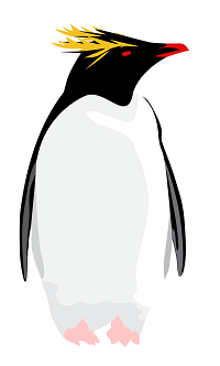 eastern rockhopper