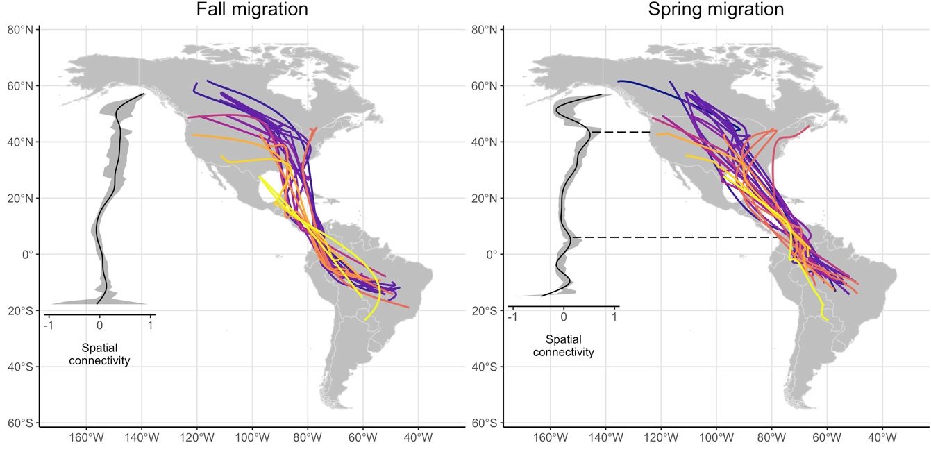 Migration routes for the twelve common nighthawk breeding populations tracked during fall and spring migration