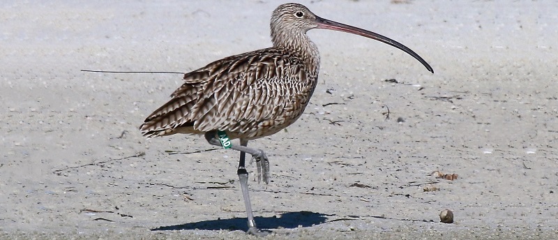 Full annual cycle tracking helps to explain differences in population trends of far eastern curlew
