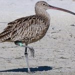 A far eastern curlew with an Argos PTT