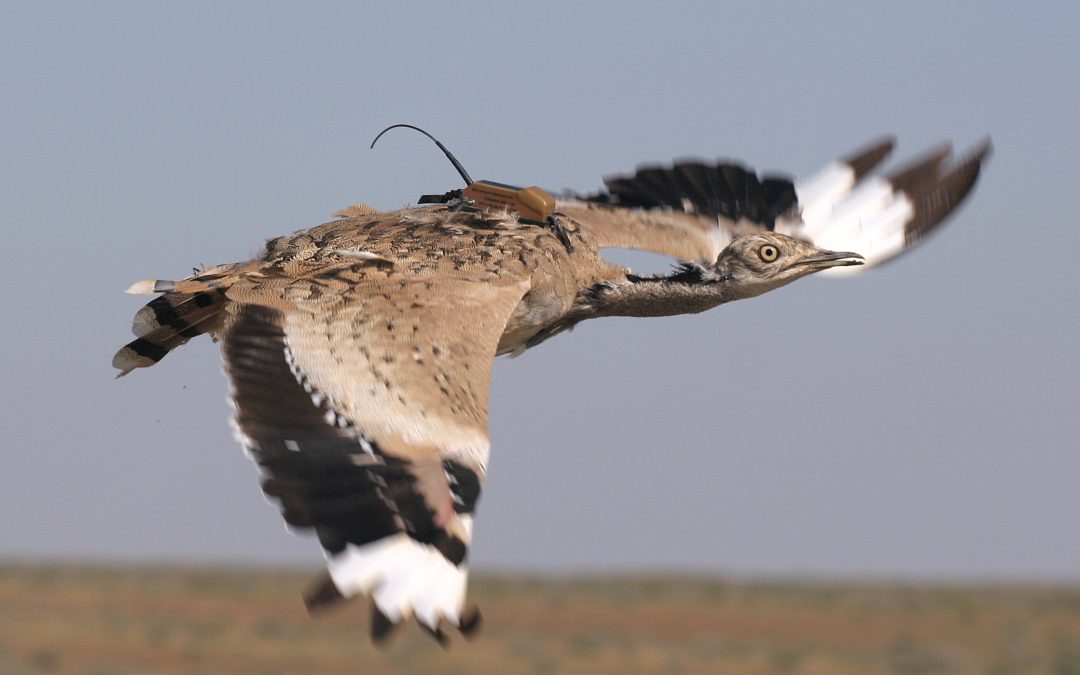 Satellite-tracking to create the demographic evidence-base for the sustainable management of hunted Asian Houbara