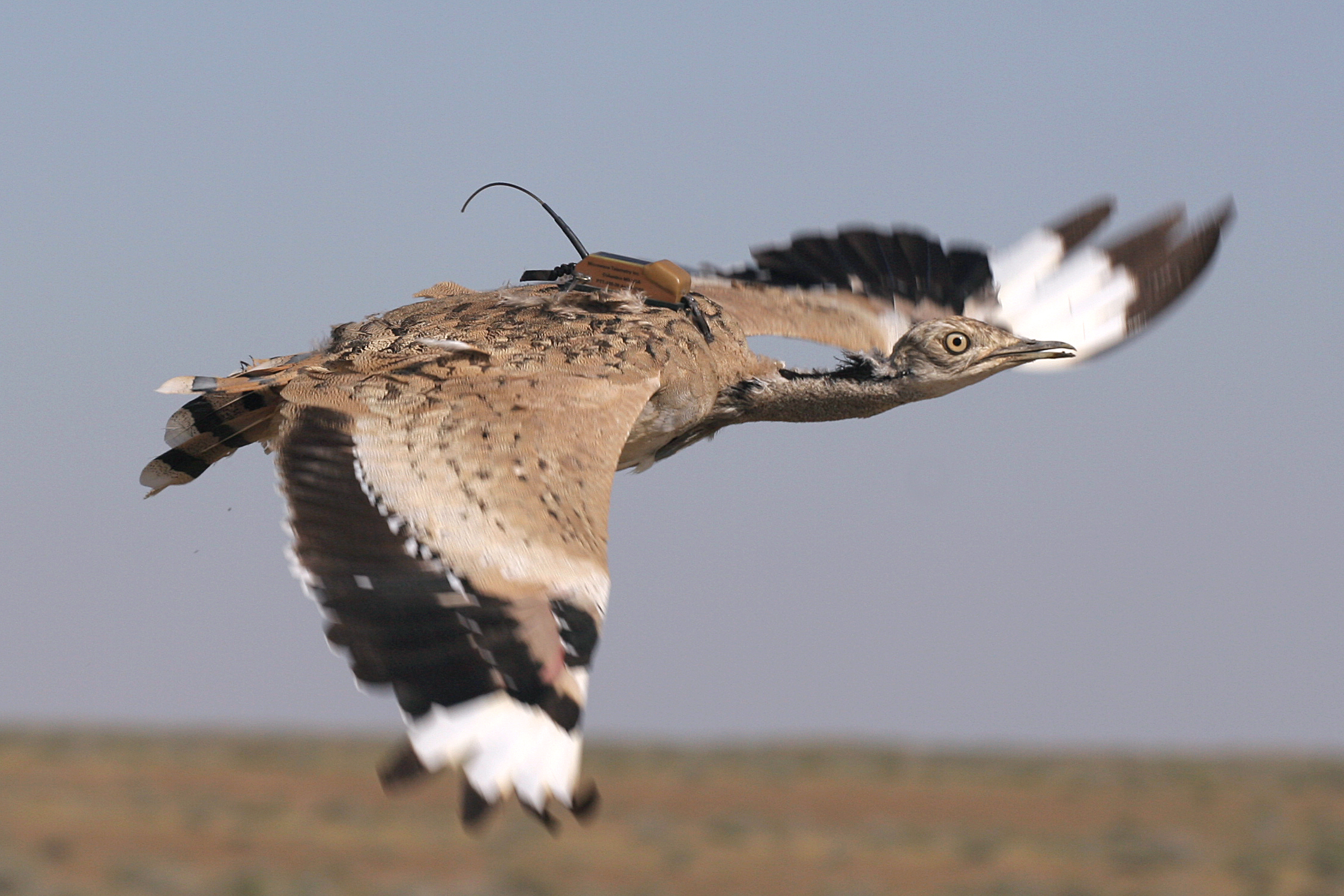 Satellite-tracking to create the demographic evidence-base for the sustainable management of hunted Asian Houbara