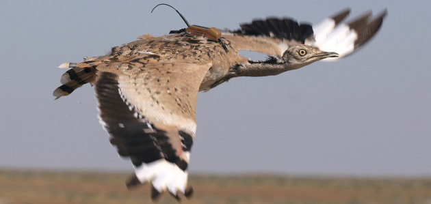 An Asian houbara equipped with an Argos PTT (Credits R. J. Burnside) An Asian houbara equipped with an Argos PTT (Credits R. J. Burnside)