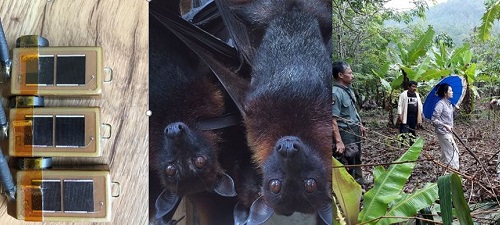flying-foxes argos tags