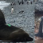 Antarctic fur seal and chinstrap penguin with an Argos PTT