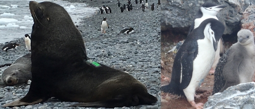 How male Antarctic fur seals compete with fisheries and penguins for krill