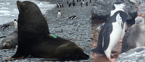 Antarctic fur seal and chinstrap penguin with an Argos PTT