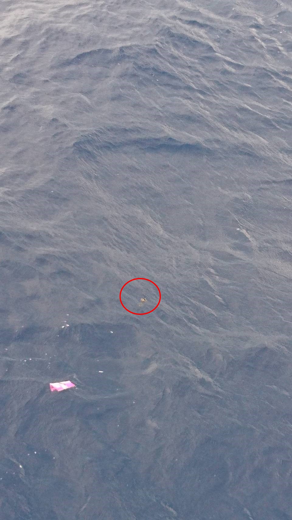The tag floating on the surface (circled). Credits Tuna and Billfish Tagging Project in Taiwan