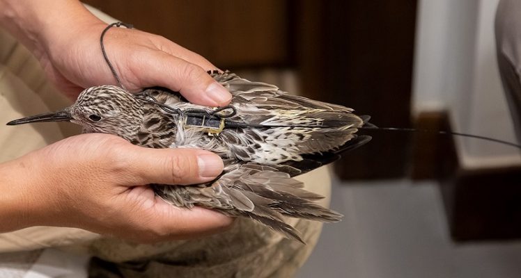 The Hong Kong Bird Watching Society shares their experience with Argos to help understand migration routes and stopover sites of the Great Knot