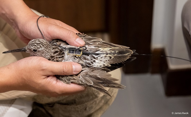 The Hong Kong Bird Watching Society shares their experience with Argos to help understand migration routes and stopover sites of the Great Knot