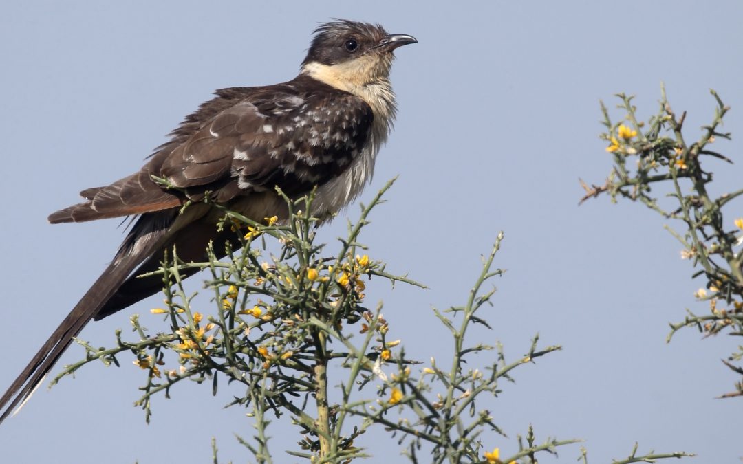 Great spotted cuckoos tracked far from the nest by Argos