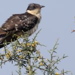 great spotted cuckoo iStock